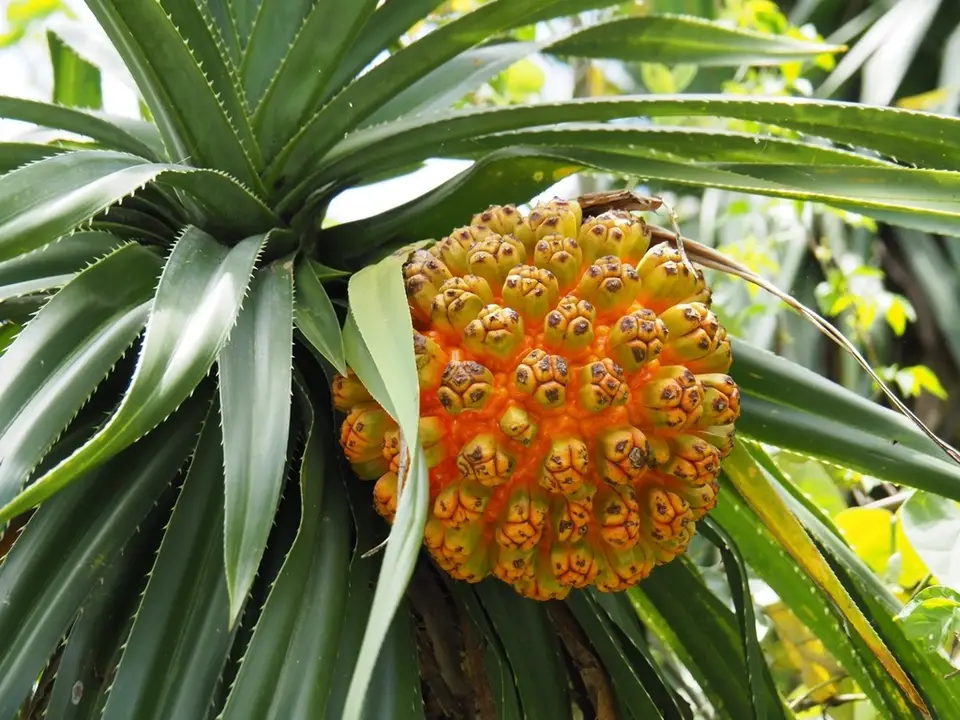 Screw-Pine (Pandanus odorifer)