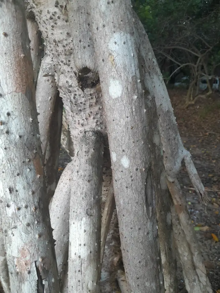 Hala (Pandanus tectorius)