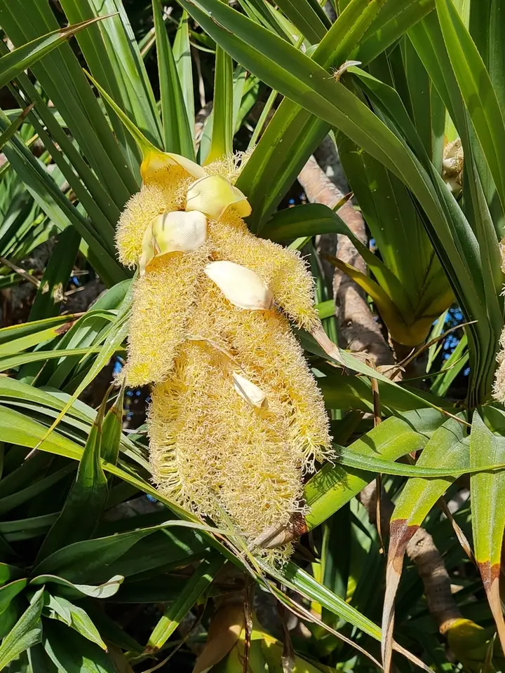 Common Screwpine (Pandanus utilis)