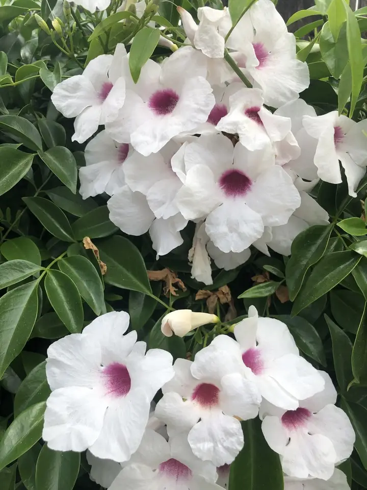 Bower Plant (Pandorea jasminoides)