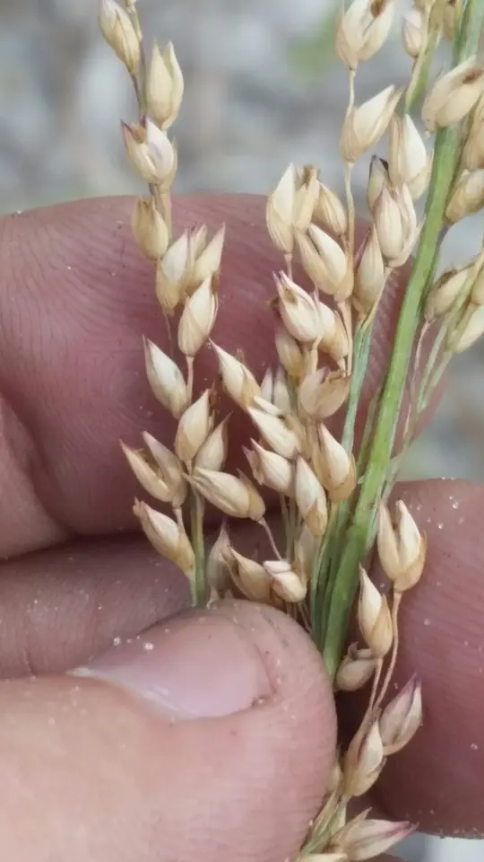 Bitter Panicgrass (Panicum amarum)