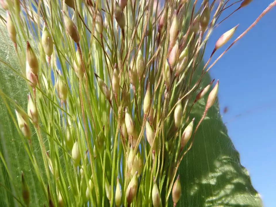 Witch Grass (Panicum capillare)