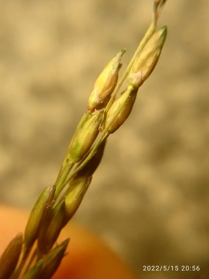 Smooth Witchgrass (Panicum dichotomiflorum)