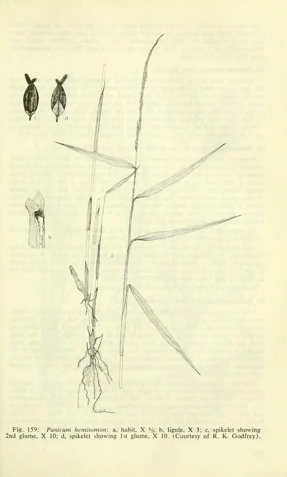 Maidencane (Panicum hemitomon)