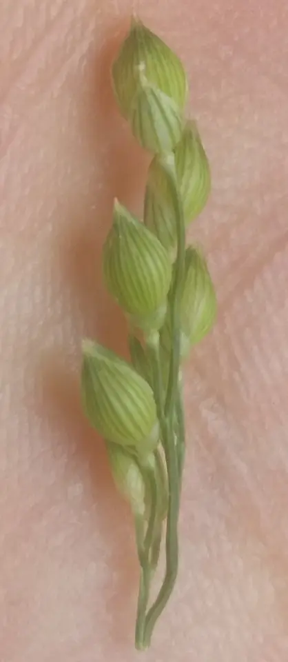Proso Millet (Panicum miliaceum)