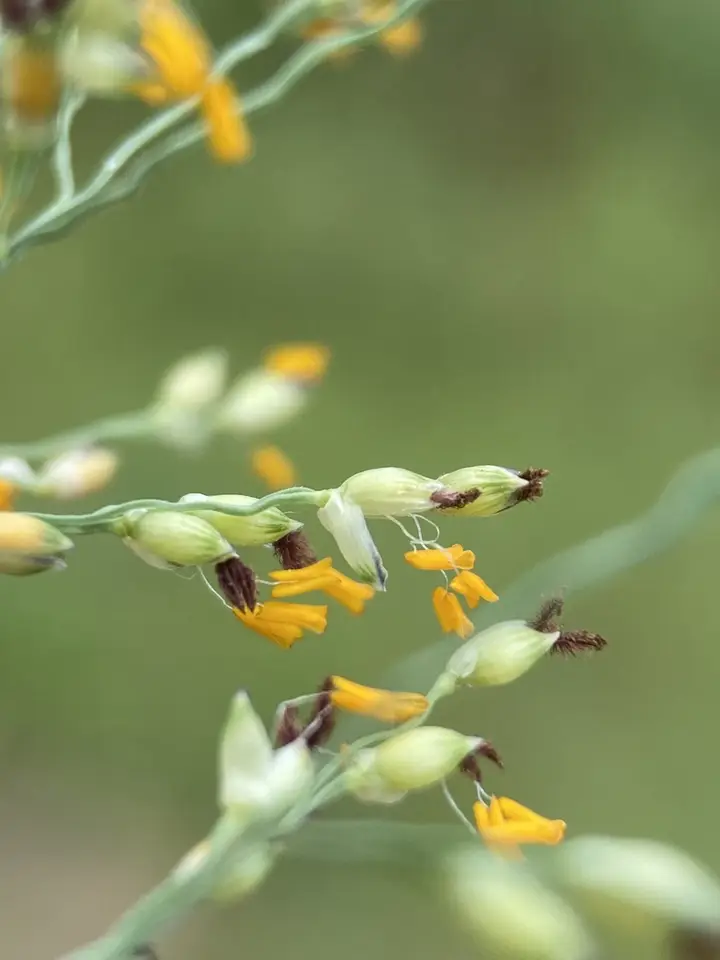 Torpedo Grass (Panicum repens)