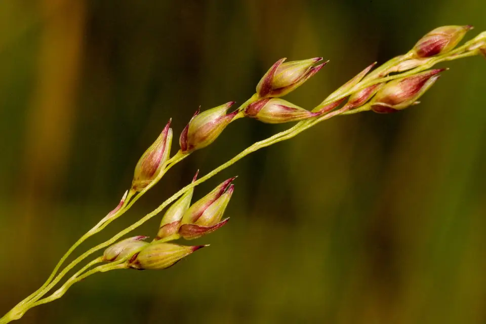 Switchgrass (Panicum virgatum)