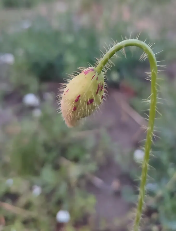 Common Poppy (Papaver rhoeas)