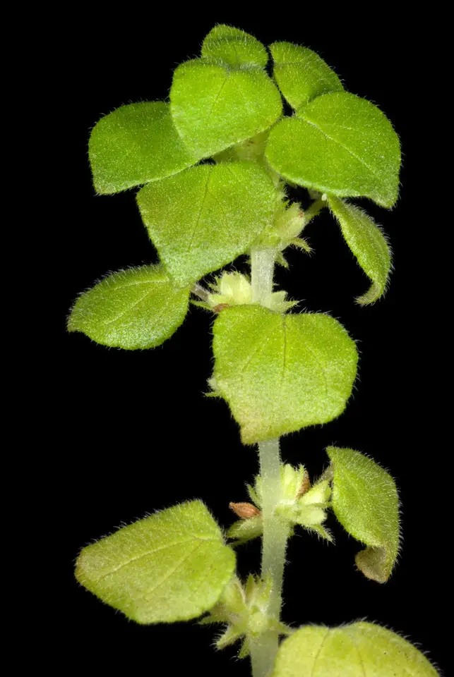 Florida Pellitory (Parietaria floridana)