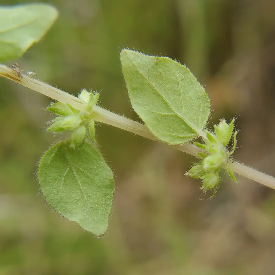 Rillita Pellitory (Parietaria hespera)