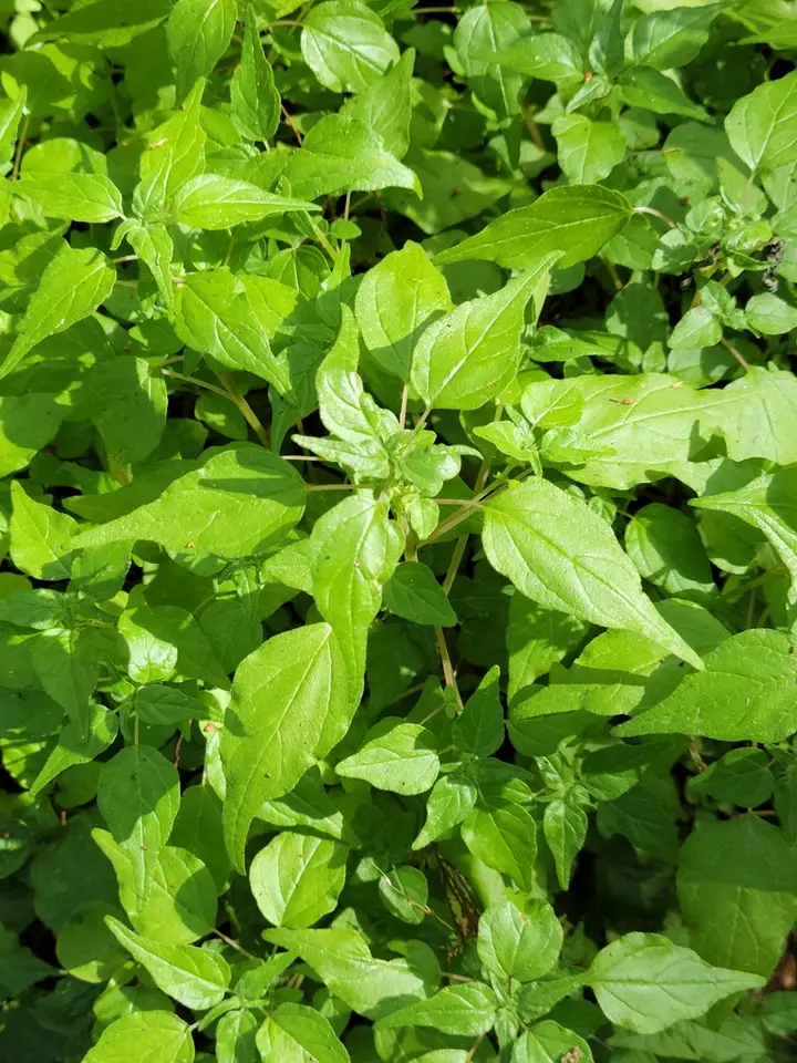 Coastal Pellitory (Parietaria praetermissa)