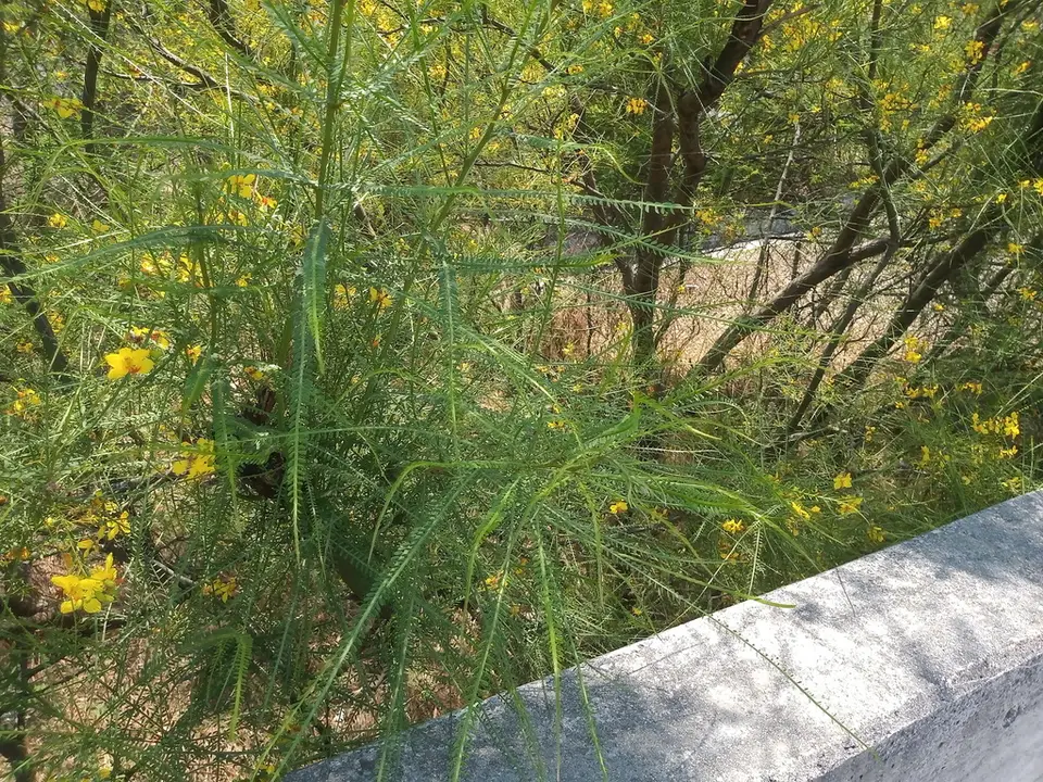 Mexican Palo Verde (Parkinsonia aculeata)