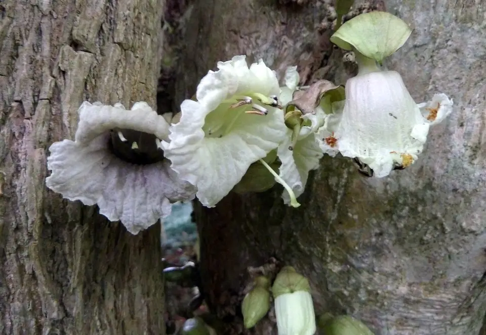 Candle Tree (Parmentiera cereifera)