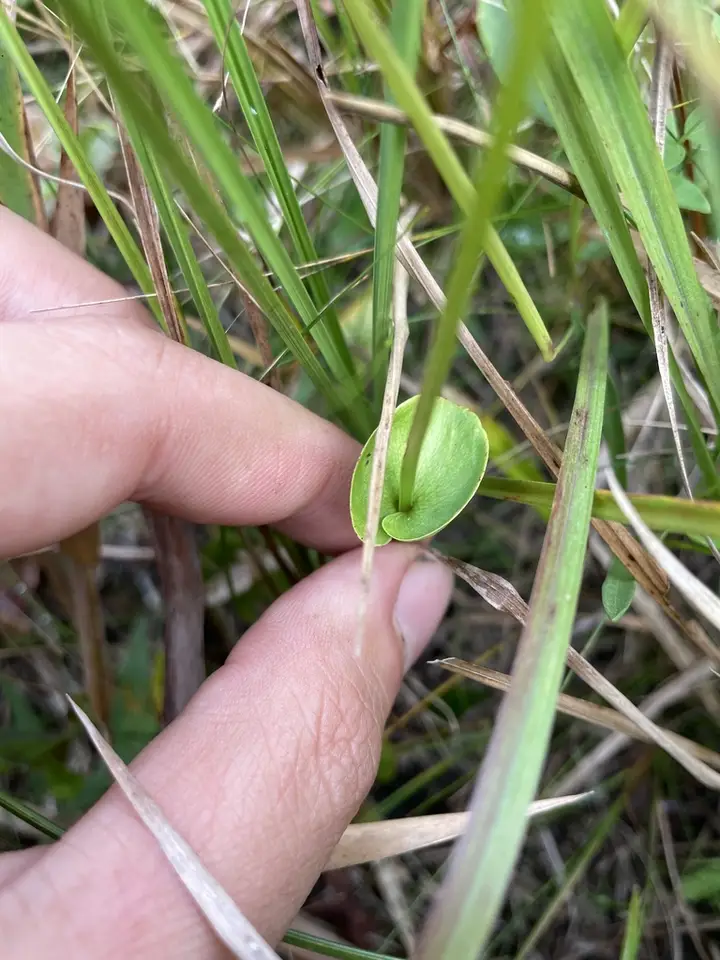 Carolina Grass-Of-Parnassus (Parnassia caroliniana)