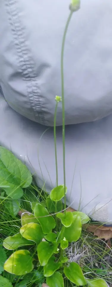 Bigleaf Grass-Of-Parnassus (Parnassia grandifolia)