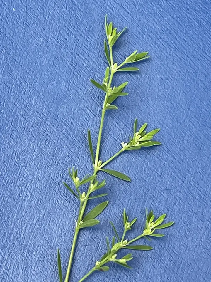 Baldwin's Nailwort (Paronychia baldwinii)