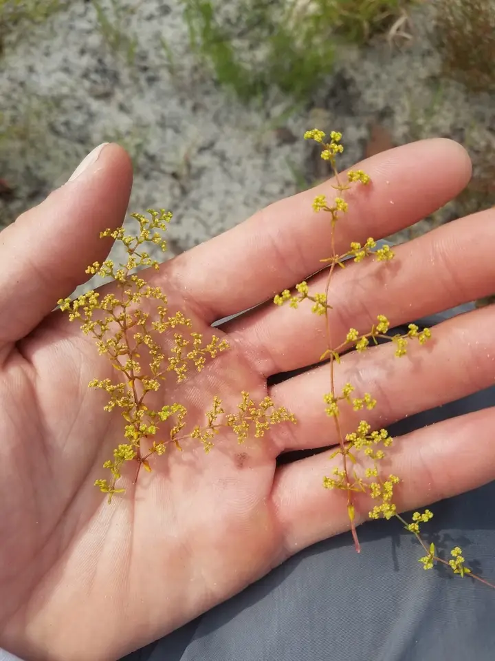 Paper Nailwort (Paronychia chartacea)