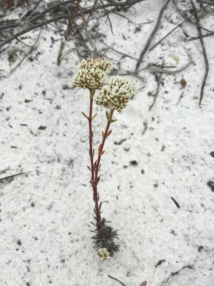 Squareflower (Paronychia erecta)