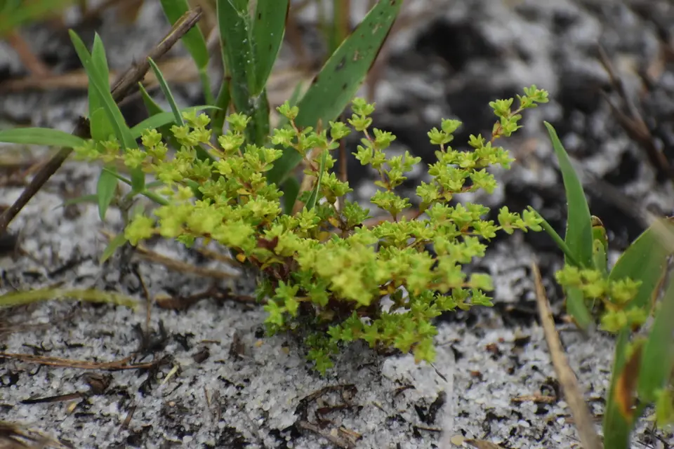 Coastalplain Nailwort (Paronychia herniarioides)