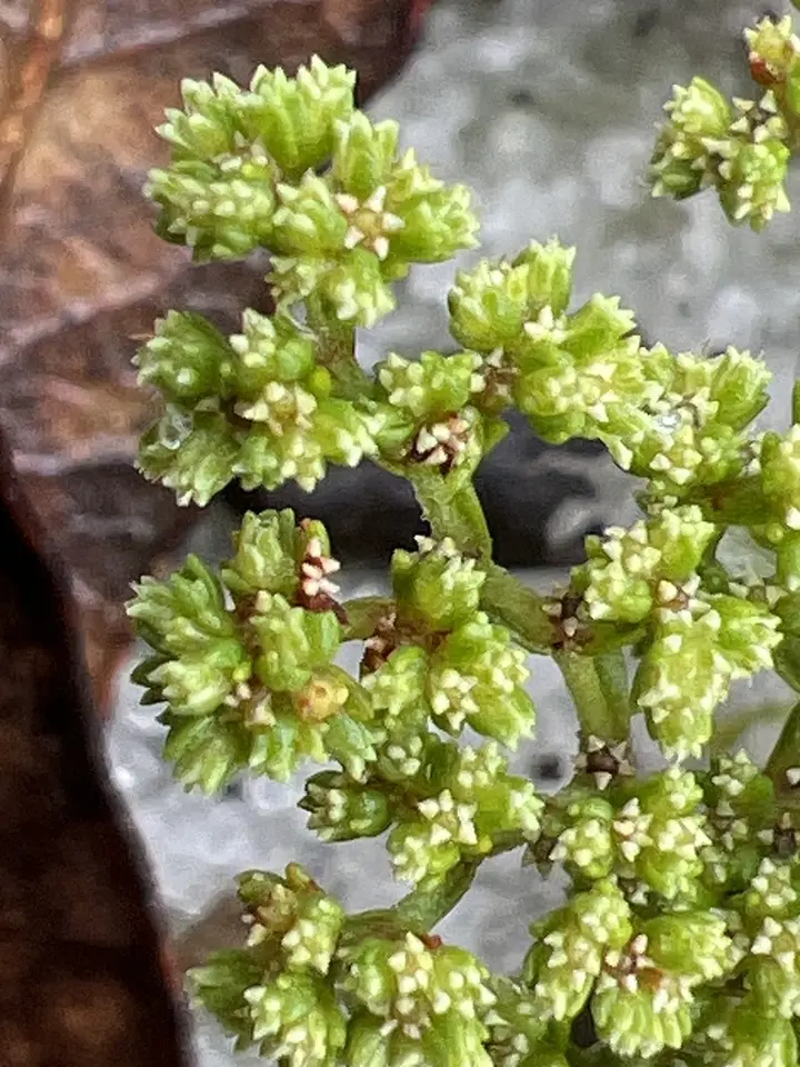 Crystal Lake Nailwort (Paronychia minima)