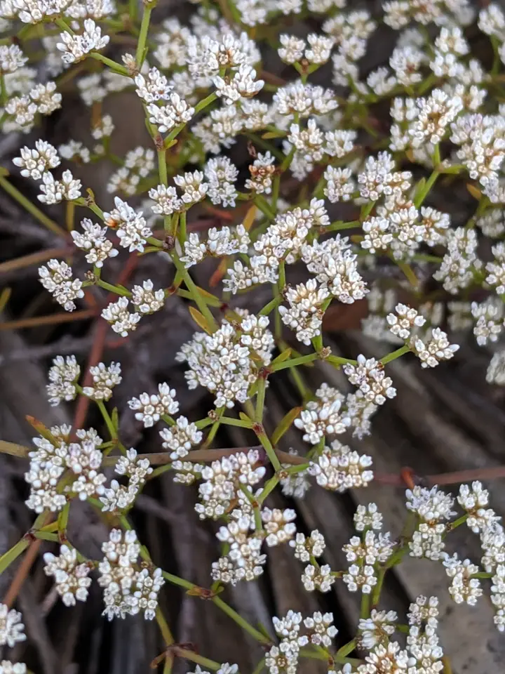 Sand Squares (Paronychia patula)