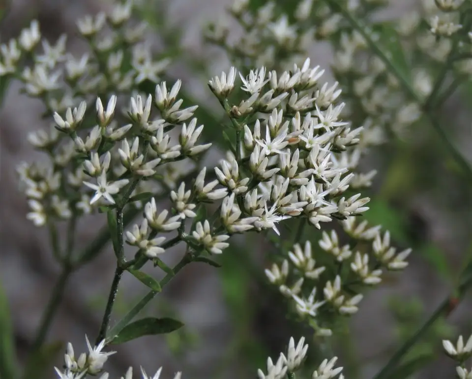 Rugel's Nailwort (Paronychia rugelii)