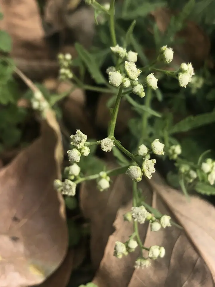 Santa Maria Feverfew (Parthenium hysterophorus)