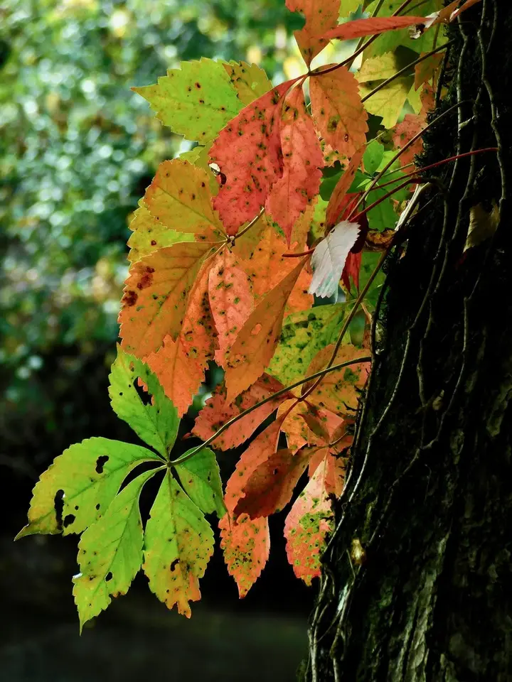 Virginia Creeper (Parthenocissus quinquefolia)
