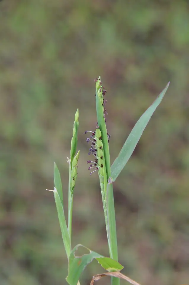 Brook Crowngrass (Paspalum acuminatum)