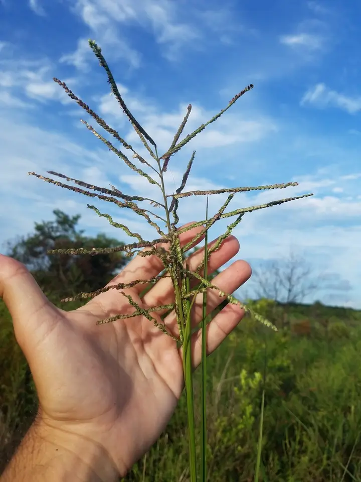 Thick Ditch Crowngrass (Paspalum arundinaceum)
