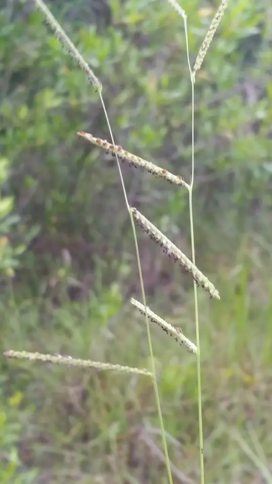 Paspalum blodgettii (Paspalum blodgettii)