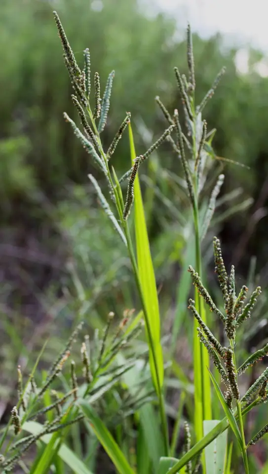 Bull Crowngrass (Paspalum boscianum)