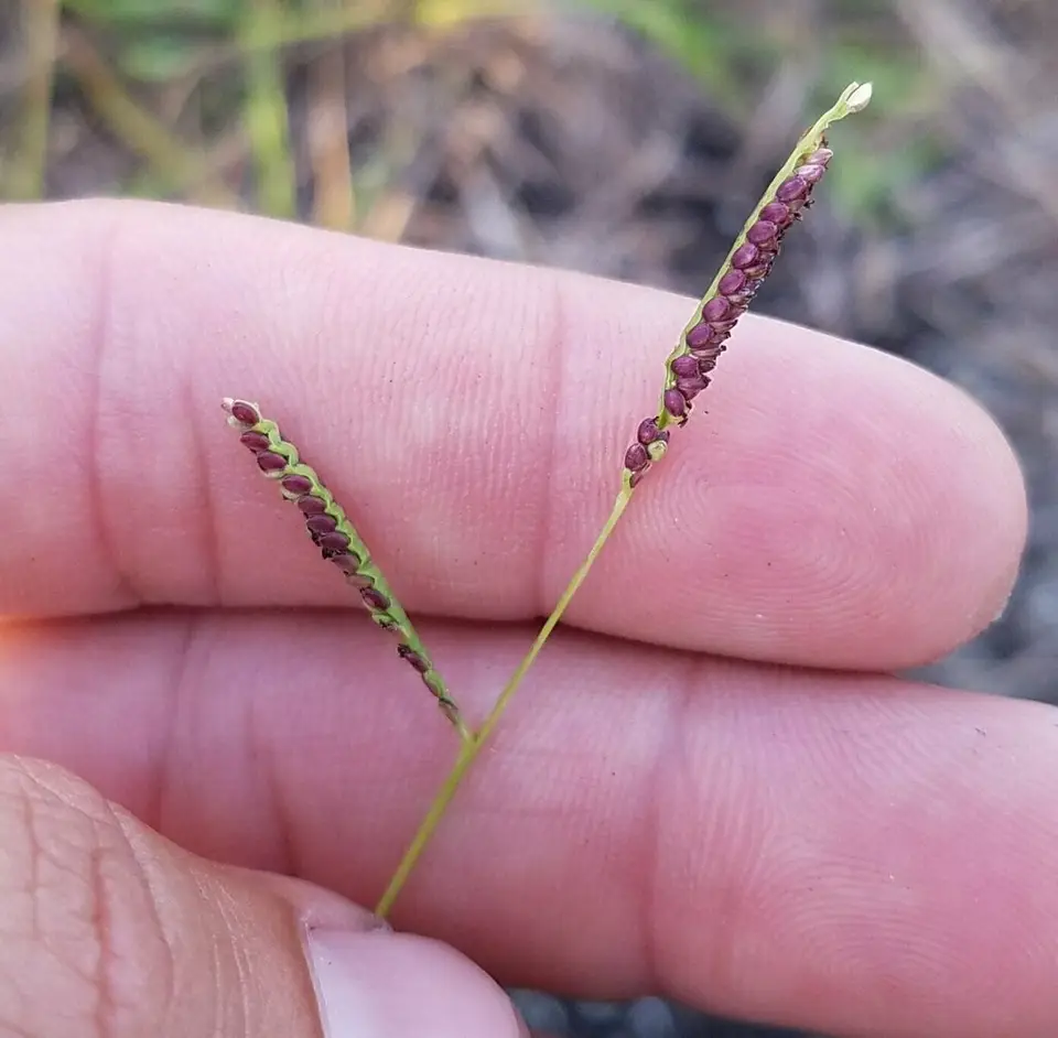 Blue Crowngrass (Paspalum caespitosum)