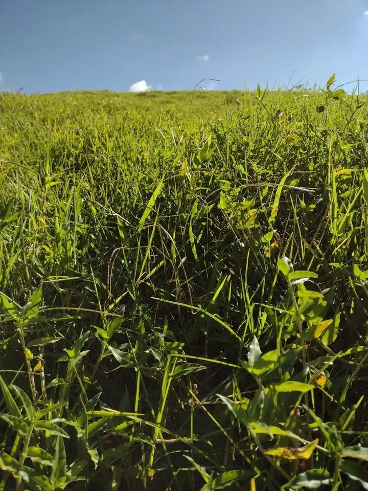 Hilograss (Paspalum conjugatum)
