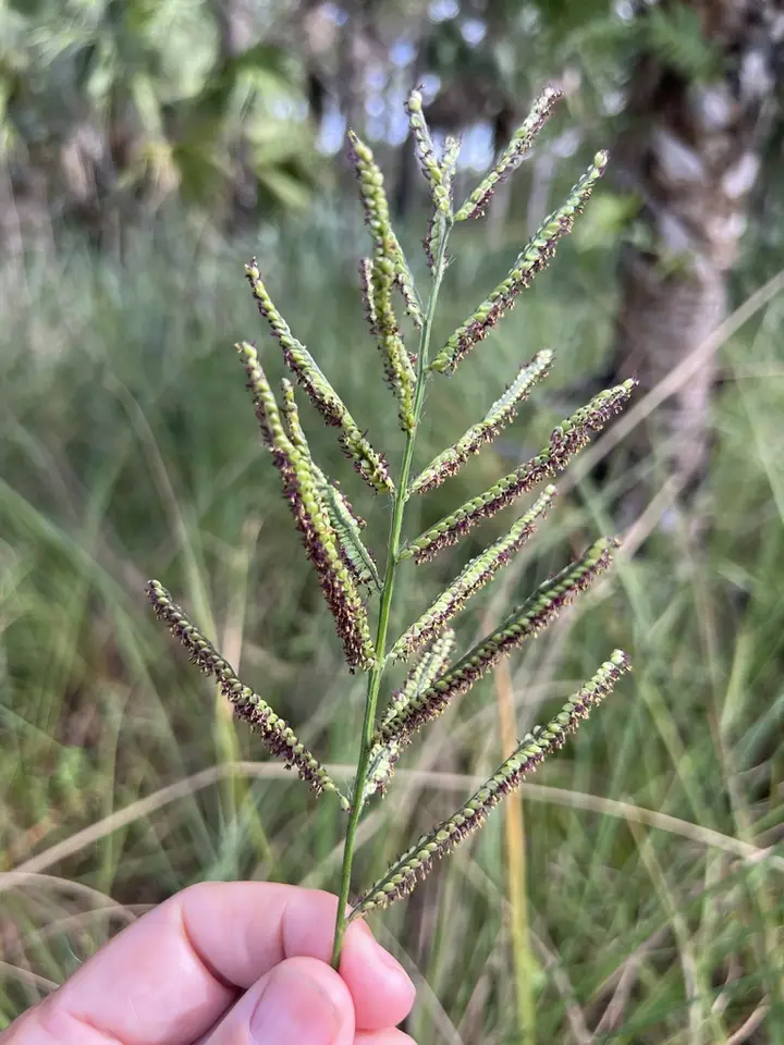 Paspalum conspersum (Paspalum conspersum)