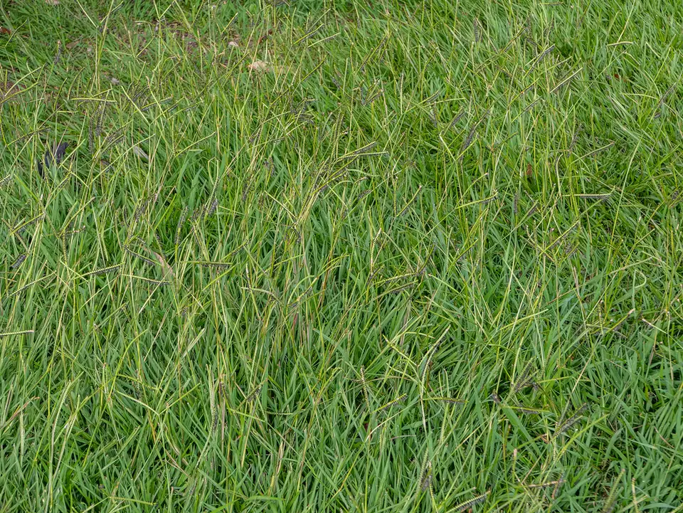 Knot Grass (Paspalum distichum)