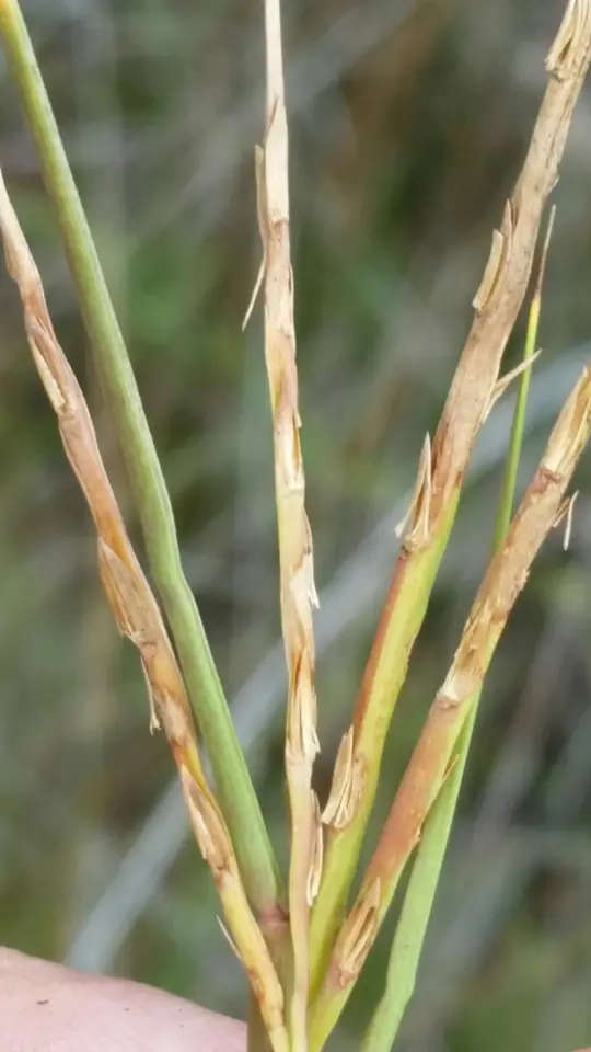 Paspalum eglume (Paspalum eglume)