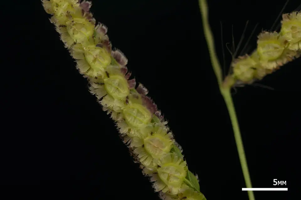 Panama Crowngrass (Paspalum fimbriatum)