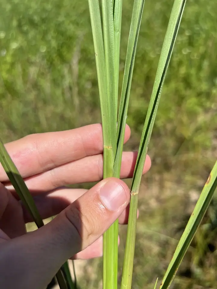 Florida Paspalum (Paspalum floridanum)
