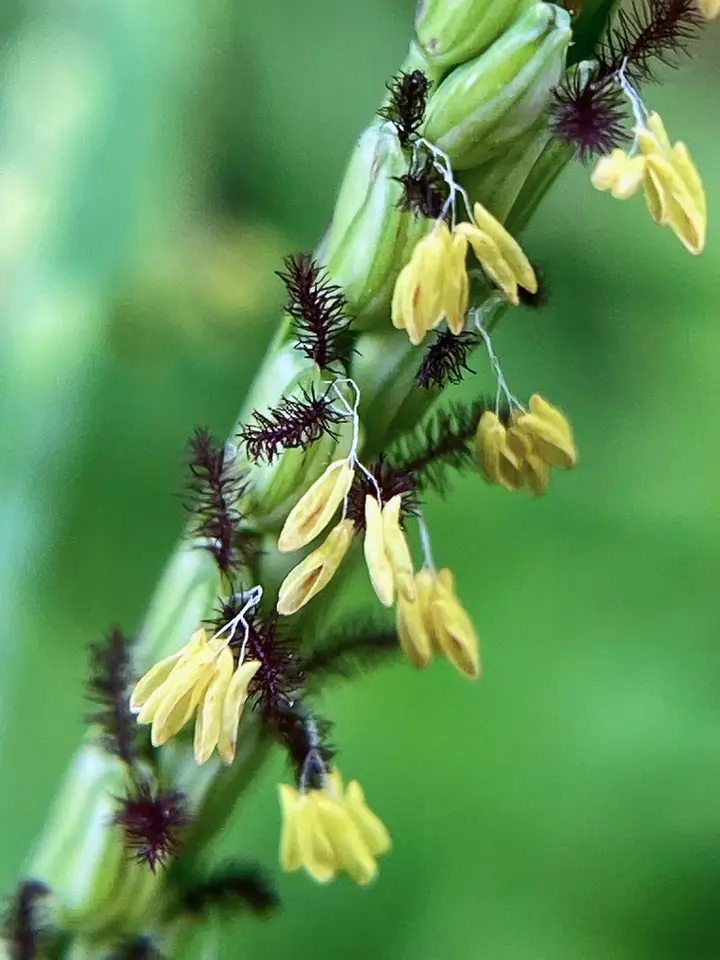 Field Paspalum (Paspalum laeve)