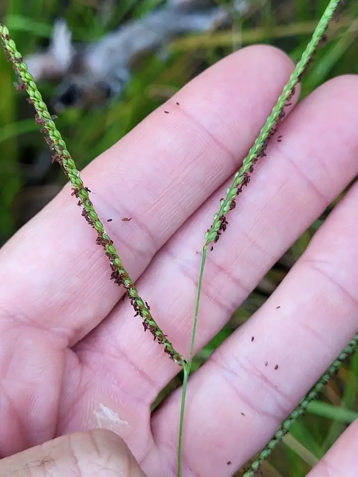 Paspalum laxum (Paspalum laxum)
