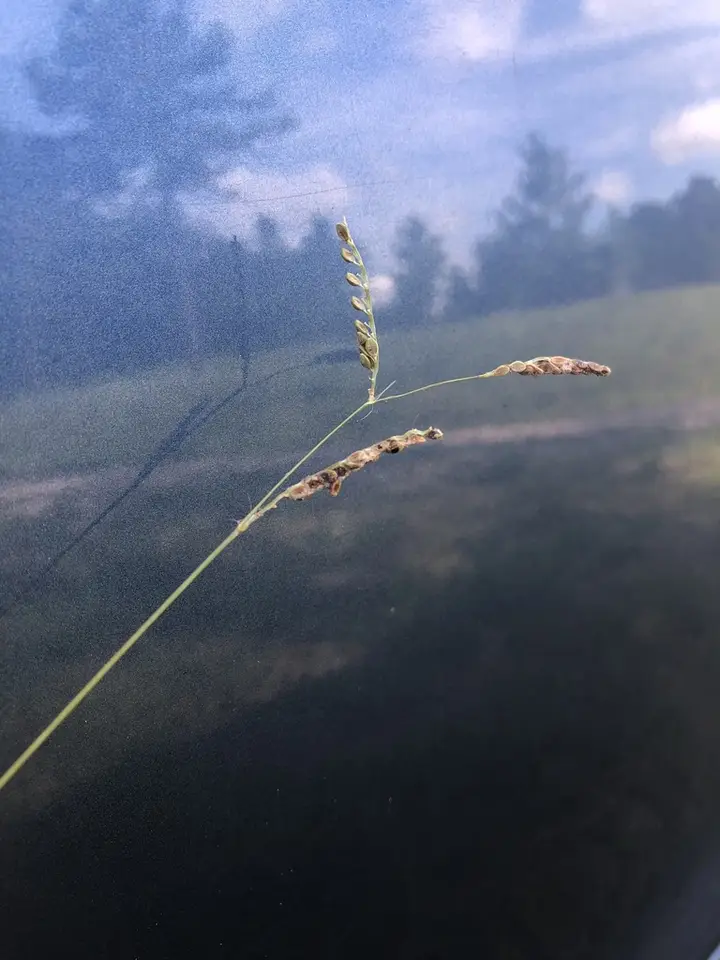 Paspalum lepton (Paspalum lepton)