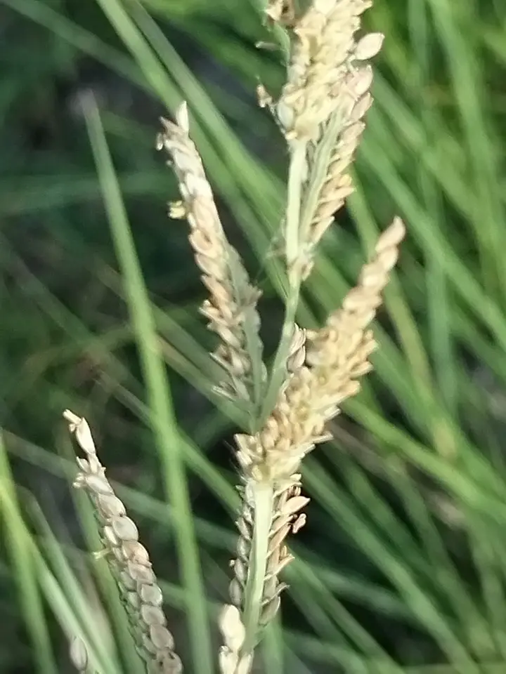 Paspalum malacophyllum (Paspalum malacophyllum)