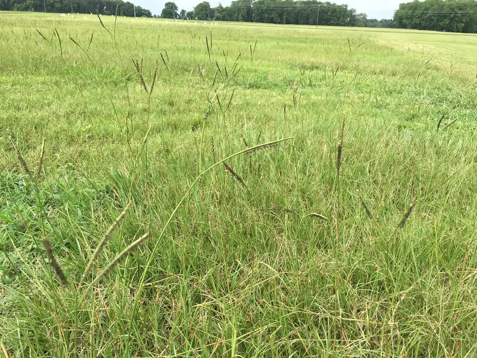 Bahia Grass (Paspalum notatum)