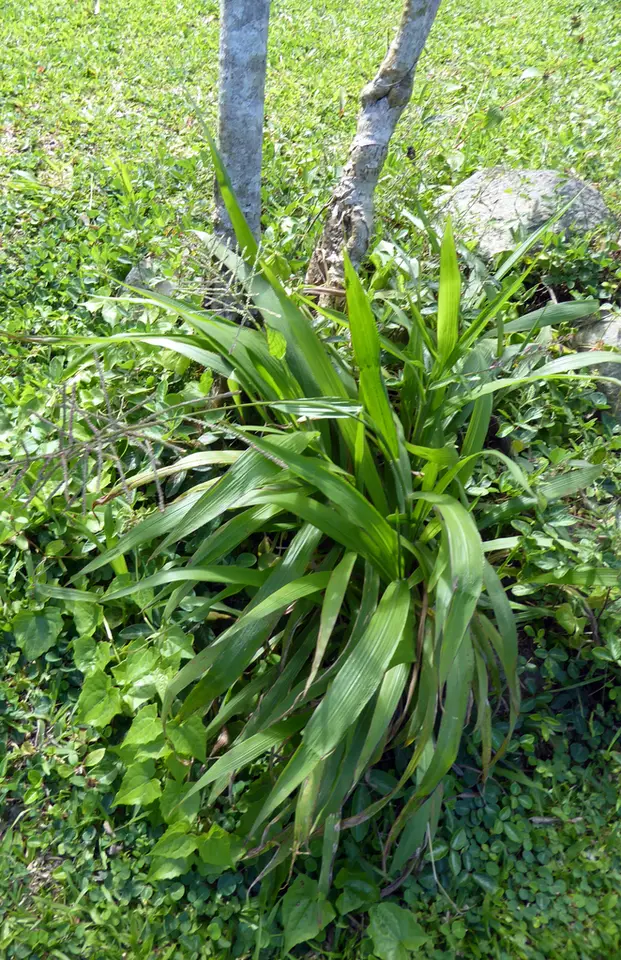 Russell River Grass (Paspalum paniculatum)