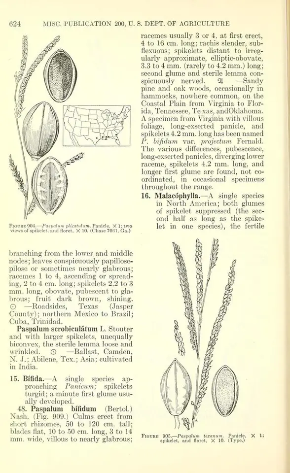 Brownseed Paspalum (Paspalum plicatulum)