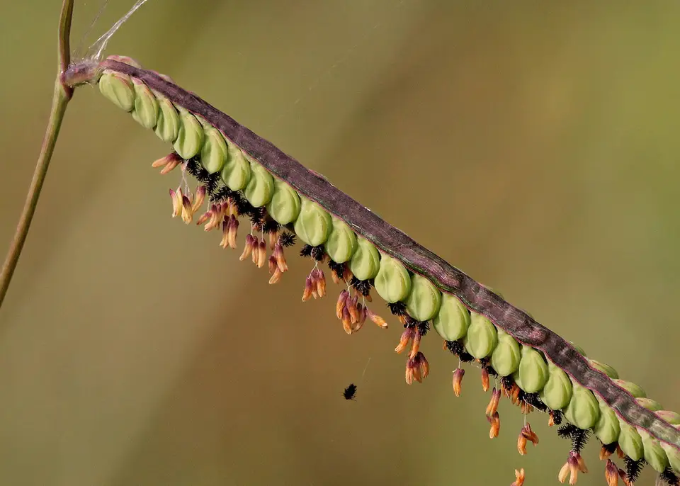 Early Paspalum (Paspalum praecox)