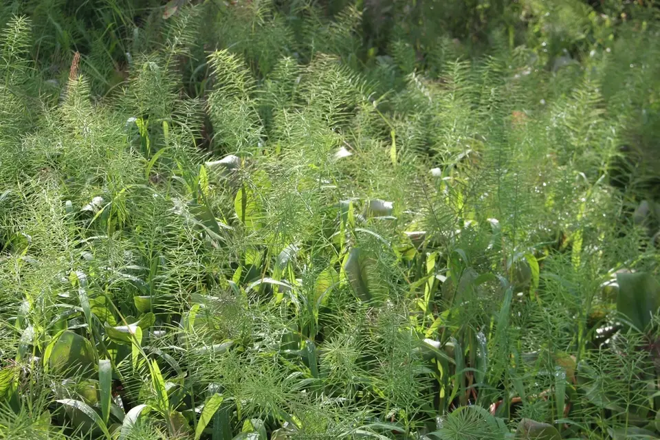 Water Paspalum (Paspalum repens)