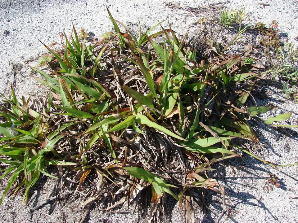 Thin Paspalum (Paspalum setaceum)