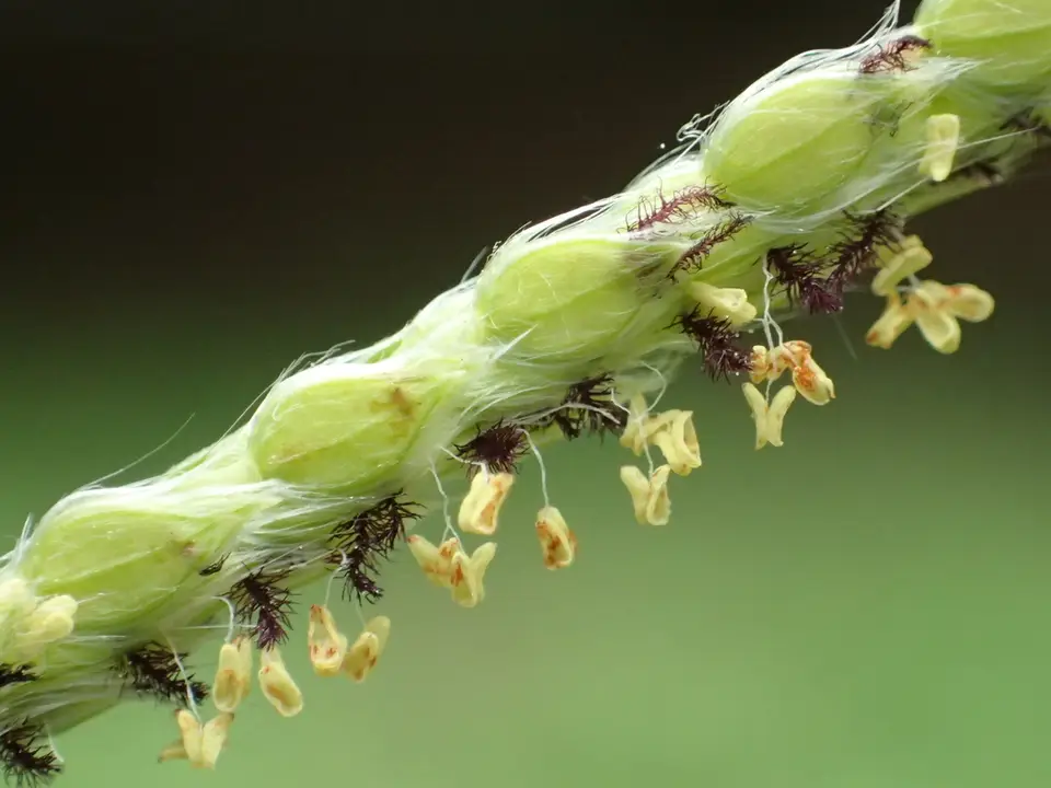 Vasey Grass (Paspalum urvillei)
